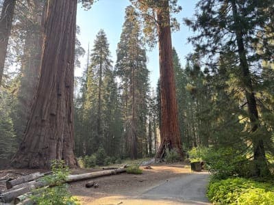 Sequoia & Kings Canyon National Parks