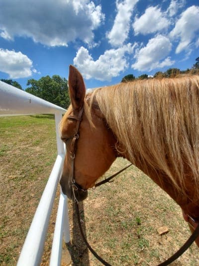 Sequoyah State Park & Sequoyah Riding Stables