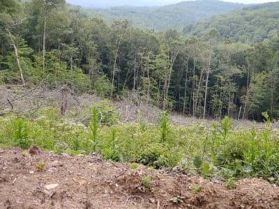 Seneca State Forest
