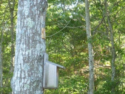 Shawme-Crowell State Forest