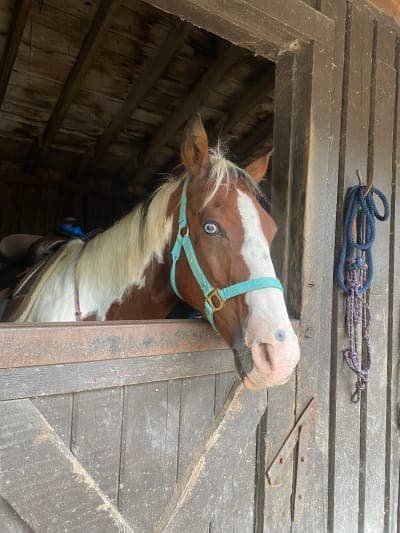 Shenandoah National Park / Skyland Stables