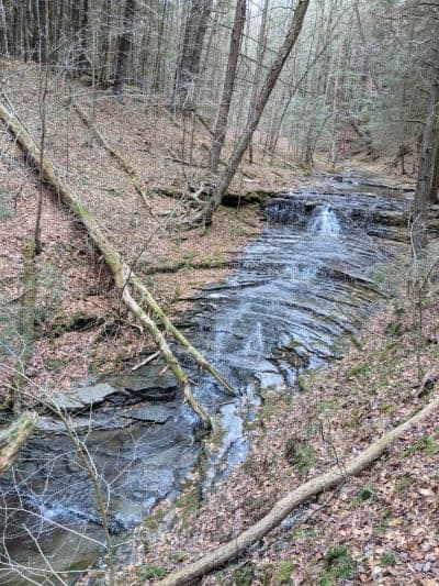 Shindagin Hollow State Forest