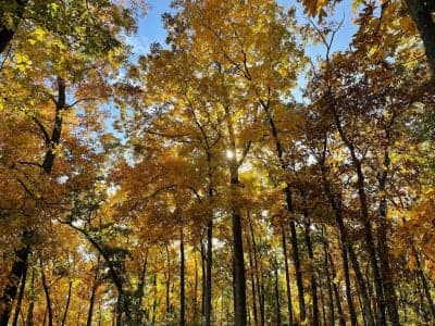 Shenipsit State Forest