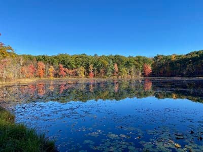 Shenipsit State Forest