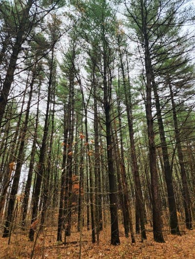 Shimek State Forest