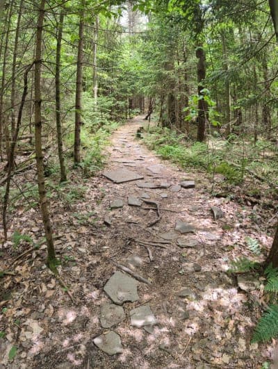 Shindagin Hollow State Forest