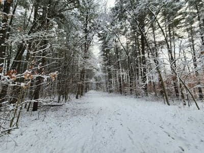 Shimek State Forest