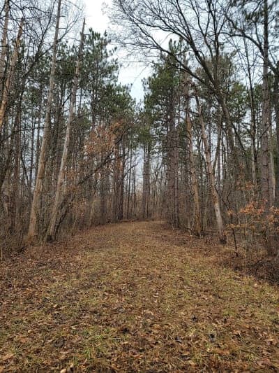 Shimek State Forest