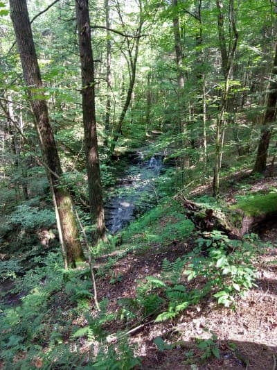 Shindagin Hollow State Forest