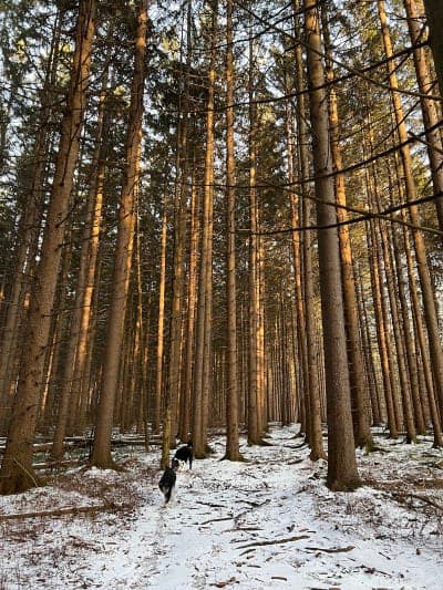 Shindagin Hollow State Forest