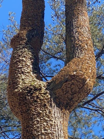 Shockaloe Trail