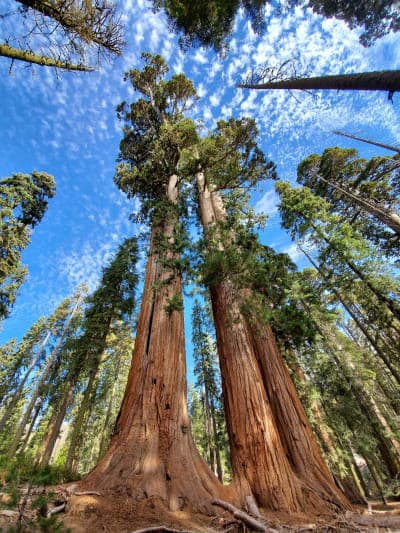 Sierra National Forest