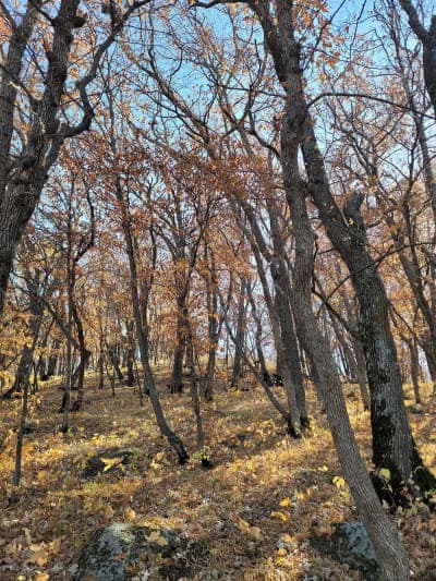 Sica Hollow State Park
