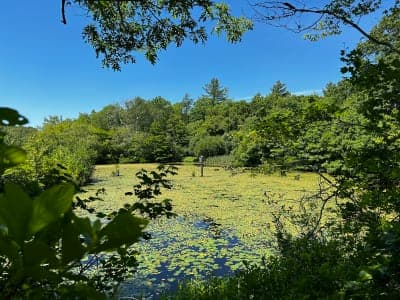 Simmons Mill Pond Management Area