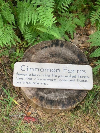 Simmons Mill Pond Management Area