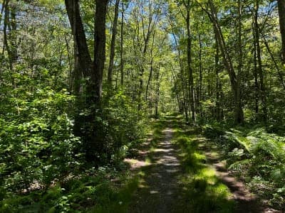 Simmons Mill Pond Management Area