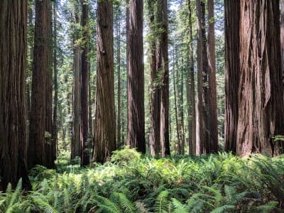 Six Rivers National Forest