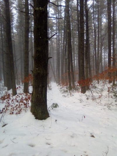 Southern New England Trunkline Trail
