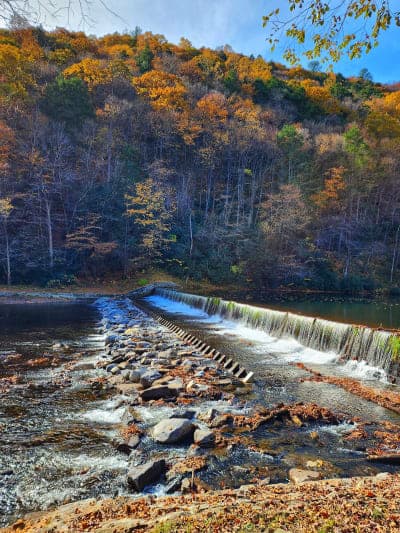 Sproul State Forest