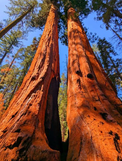 Stanislaus National Forest