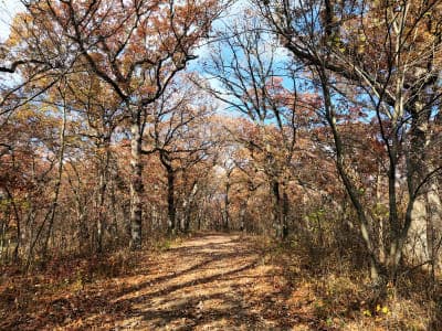 Stephens State Forest