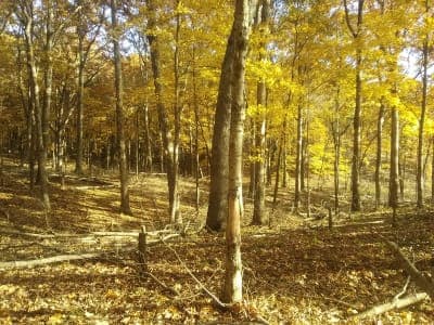 Stephen A. Forbes State Recreation Area