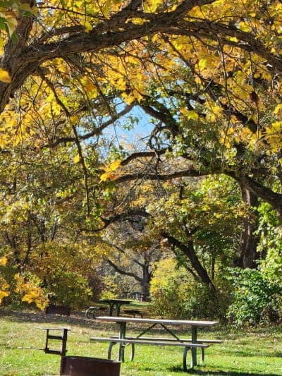Stephens State Forest