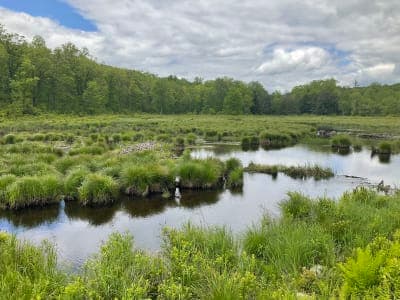 Stokes State Forest