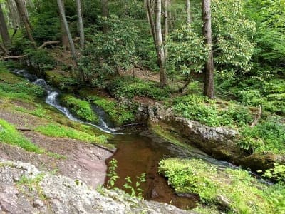 Stokes State Forest