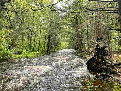 Stokes State Forest
