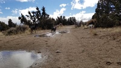 Sun Valley Regional Park