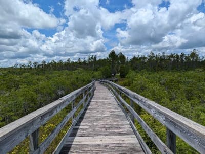 Tate's Hell State Forest