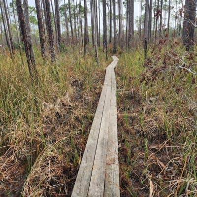 Tate's Hell State Forest