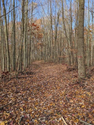 Tar Hollow State Forest