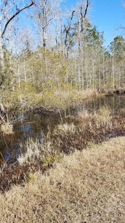 Tammany Trace Trail