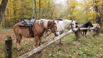 Tioga State Forest / Marsh Creek Equestrian Corridor