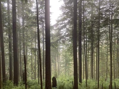 Tiger Mountain State Forest (Tiger Summit)