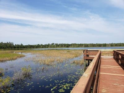 Tiger Bay State Forest
