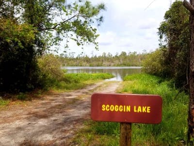 Tiger Bay State Forest