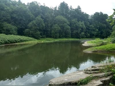 Tiadaghton State Forest