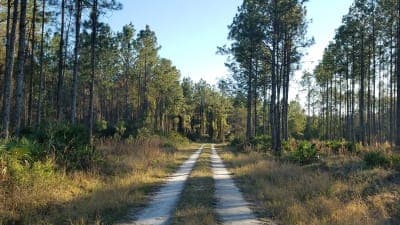 Tiger Bay State Forest