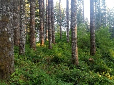 Tillamook State Forest