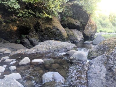 Tillamook State Forest