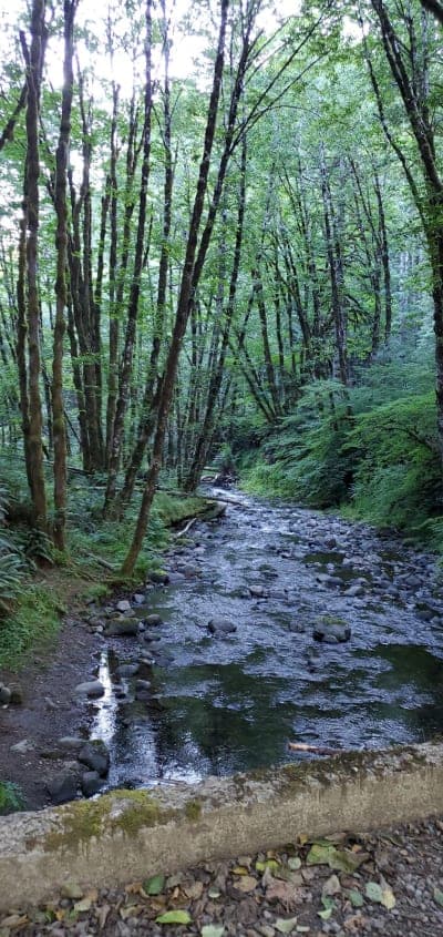 Tillamook State Forest