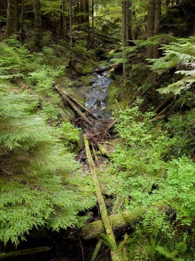 Tiger Mountain State Forest (Tiger Summit)