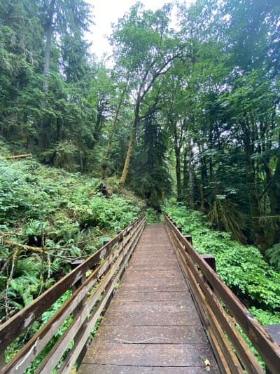 Tiger Mountain State Forest (Tiger Summit)