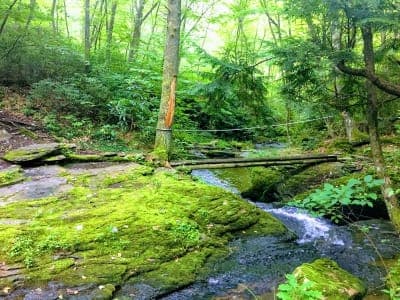 Tiadaghton State Forest
