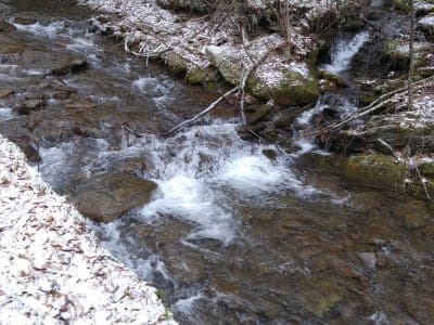 Tiadaghton State Forest