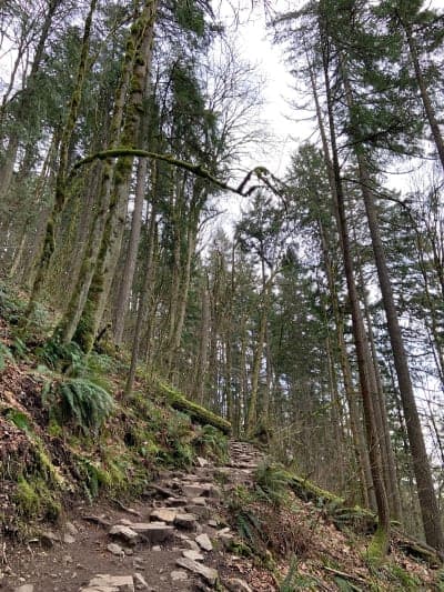 Tiger Mountain State Forest (Tiger Summit)