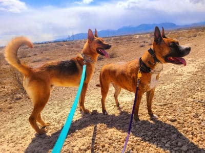 Tule Springs Fossil Beds National Monument